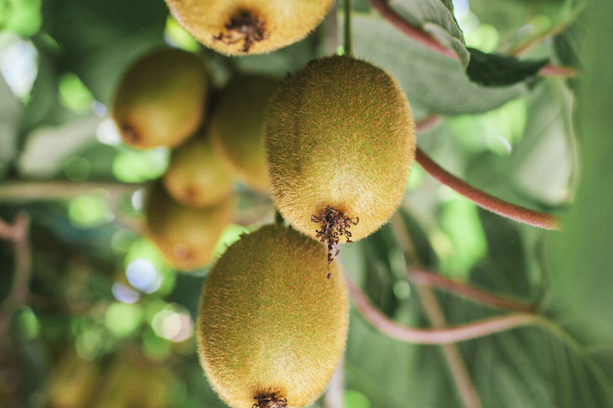Ground-breaking work with kiwifruit packhouse